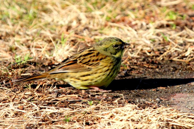 f:id:digibirds:20140128085754j:image