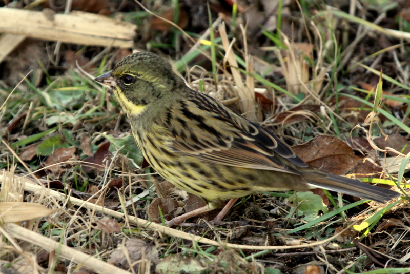 f:id:digibirds:20140128085808j:image