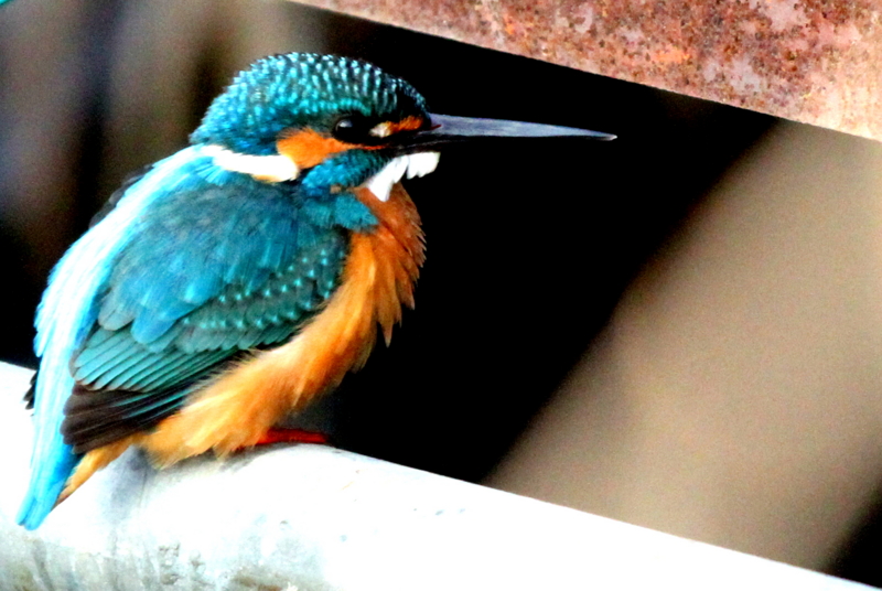 f:id:digibirds:20140128093725j:image f:id:digibirds:20140128093725j:image