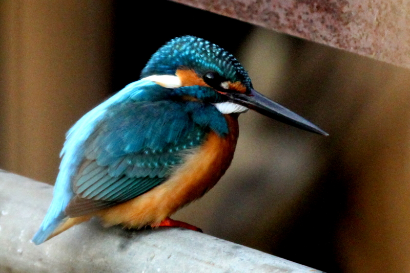 f:id:digibirds:20140128193155j:image f:id:digibirds:20140128193155j:image