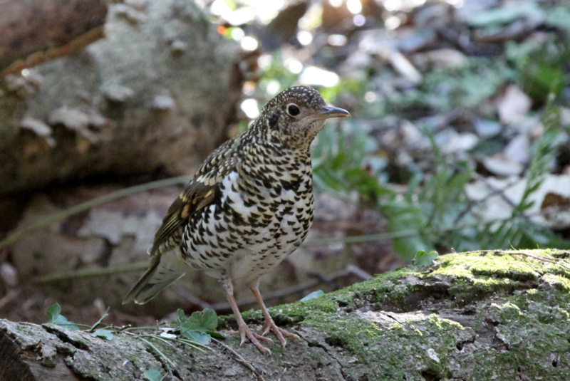 f:id:digibirds:20140129195344j:image f:id:digibirds:20140129195344j:image