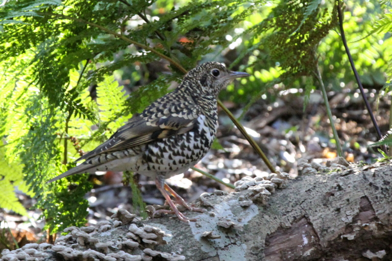 f:id:digibirds:20140129195351j:image f:id:digibirds:20140129195351j:image