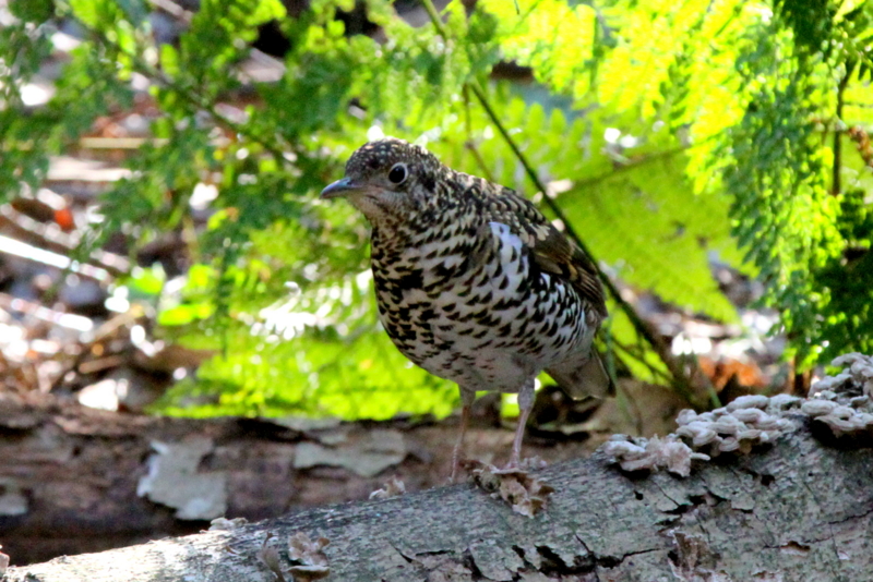 f:id:digibirds:20140129195358j:image f:id:digibirds:20140129195358j:image