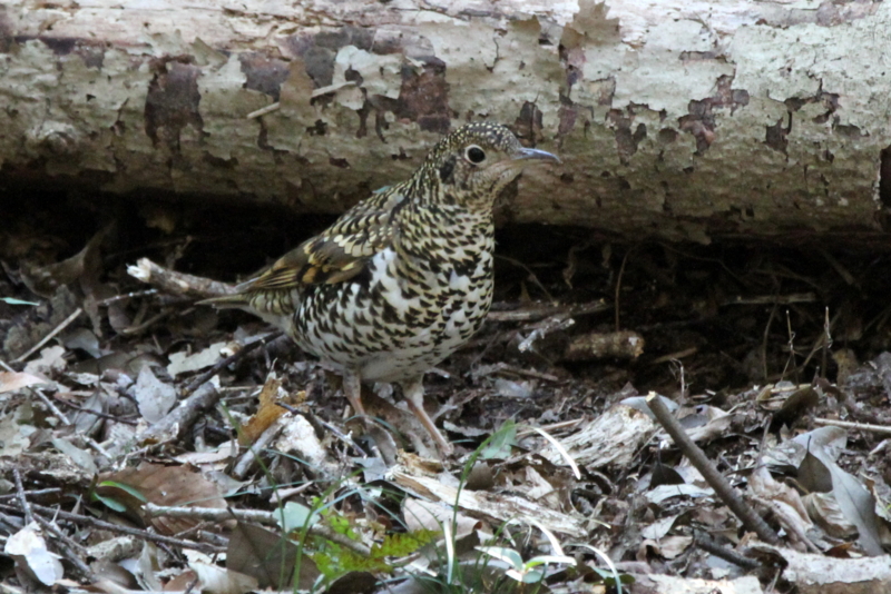 f:id:digibirds:20140129195404j:image f:id:digibirds:20140129195404j:image