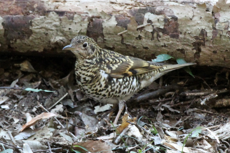 f:id:digibirds:20140129195409j:image f:id:digibirds:20140129195409j:image