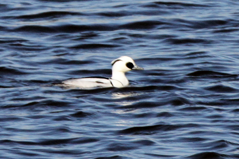 f:id:digibirds:20140130094723j:image