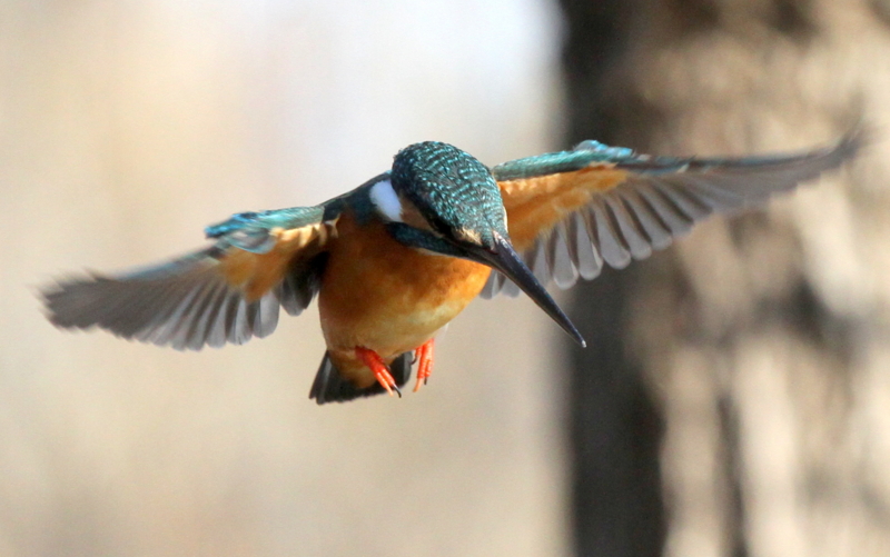 f:id:digibirds:20140216165545j:image f:id:digibirds:20140216165545j:image