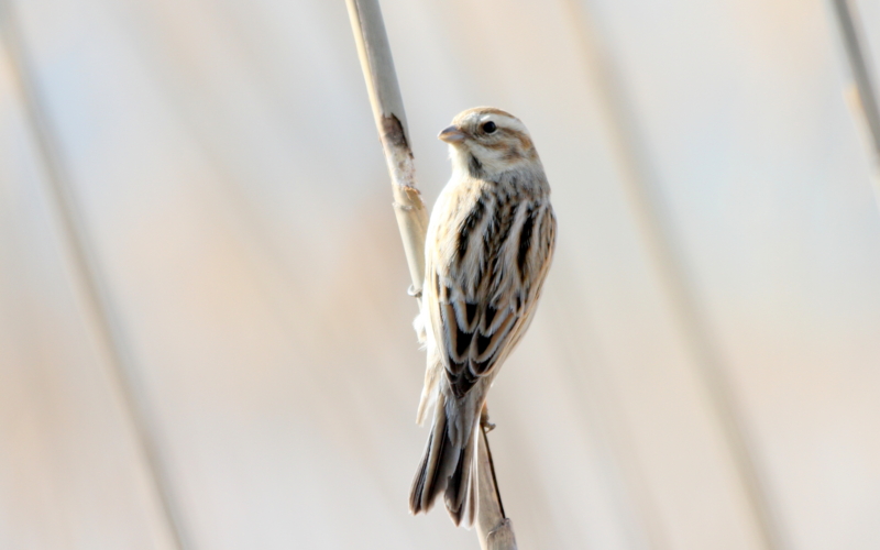 f:id:digibirds:20140302210613j:image f:id:digibirds:20140302210613j:image