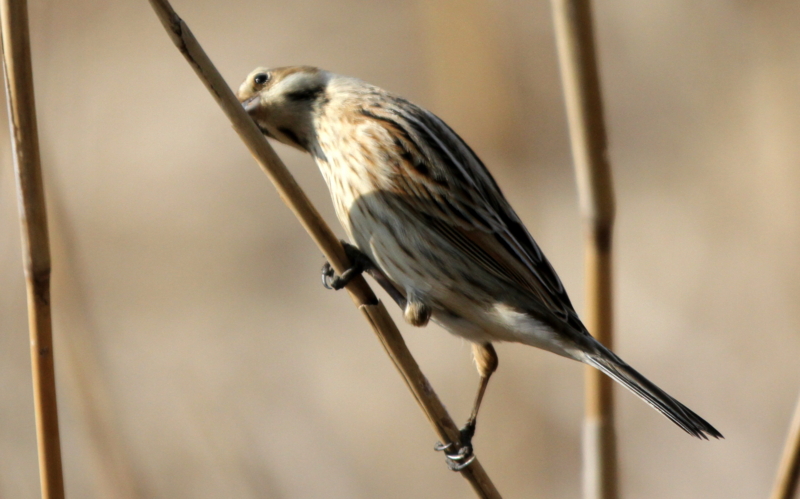 f:id:digibirds:20140302210628j:image f:id:digibirds:20140302210628j:image