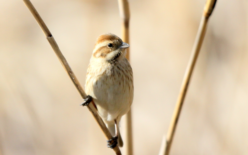 f:id:digibirds:20140302210636j:image f:id:digibirds:20140302210636j:image