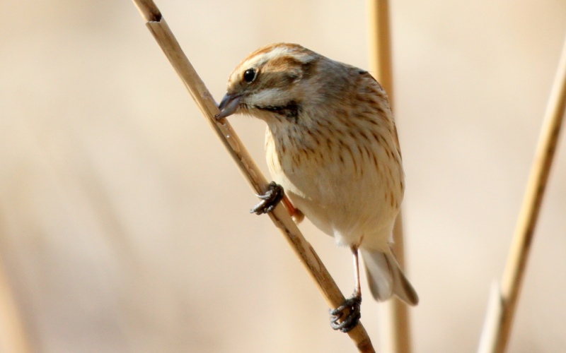 f:id:digibirds:20140302210644j:image f:id:digibirds:20140302210644j:image