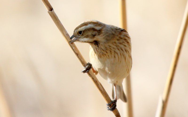 f:id:digibirds:20140302210649j:image f:id:digibirds:20140302210649j:image