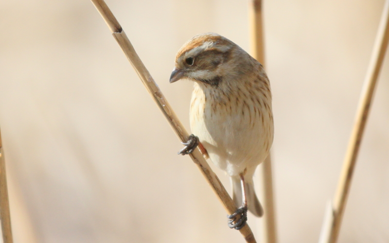 f:id:digibirds:20140302210655j:image f:id:digibirds:20140302210655j:image