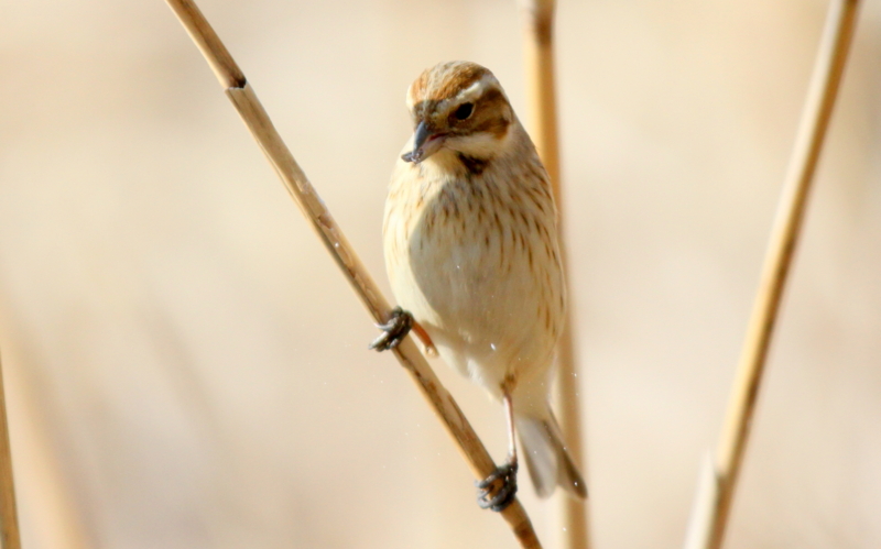 f:id:digibirds:20140302210701j:image f:id:digibirds:20140302210701j:image