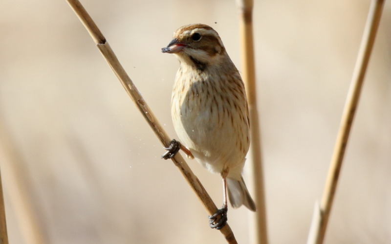 f:id:digibirds:20140302210710j:image f:id:digibirds:20140302210710j:image