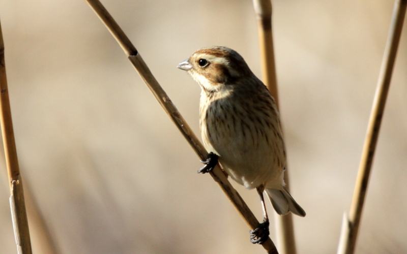 f:id:digibirds:20140302210718j:image f:id:digibirds:20140302210718j:image