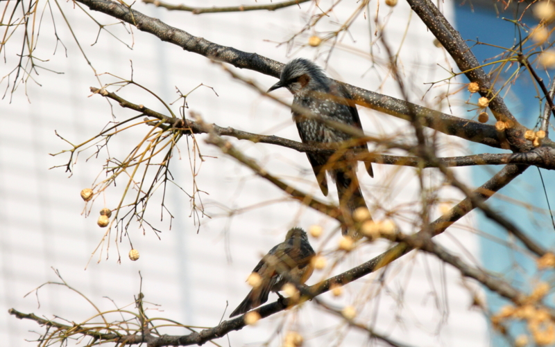 f:id:digibirds:20140303125312j:image f:id:digibirds:20140303125312j:image