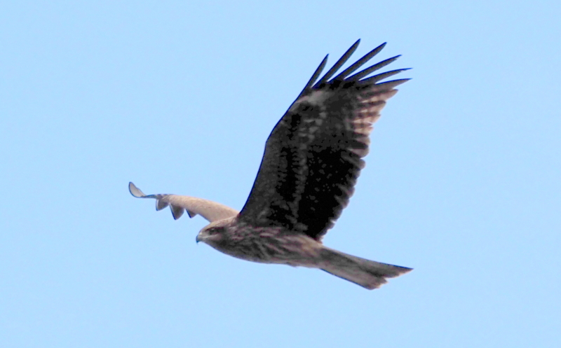 f:id:digibirds:20140305134754j:image