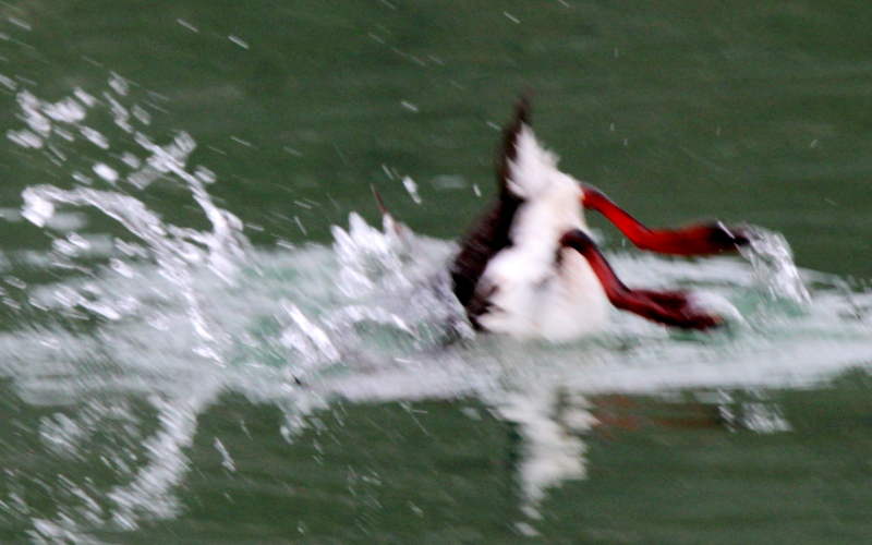f:id:digibirds:20140309214120j:image f:id:digibirds:20140309214120j:image