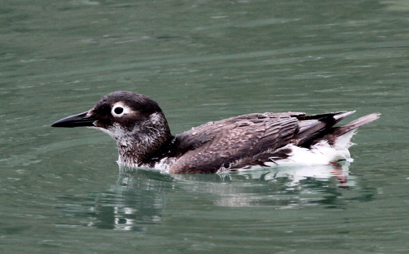 f:id:digibirds:20140309214128j:image f:id:digibirds:20140309214128j:image