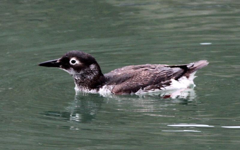 f:id:digibirds:20140309214133j:image f:id:digibirds:20140309214133j:image