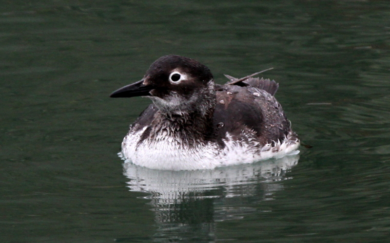 f:id:digibirds:20140309214140j:image f:id:digibirds:20140309214140j:image