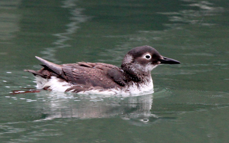 f:id:digibirds:20140309214144j:image f:id:digibirds:20140309214144j:image