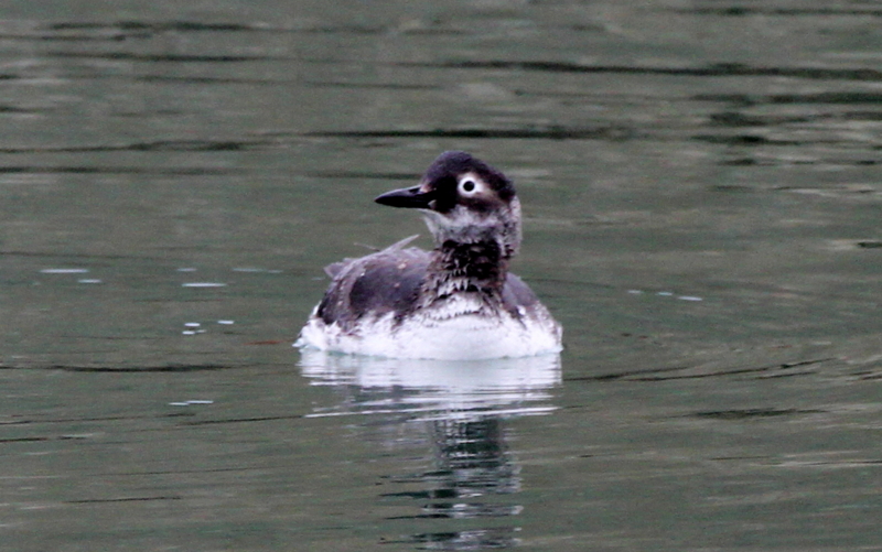 f:id:digibirds:20140309214154j:image f:id:digibirds:20140309214154j:image