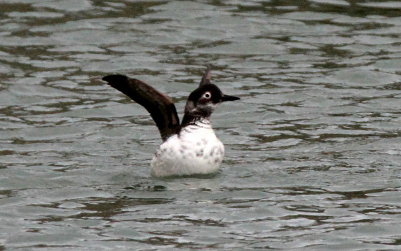 f:id:digibirds:20140309214157j:image f:id:digibirds:20140309214157j:image