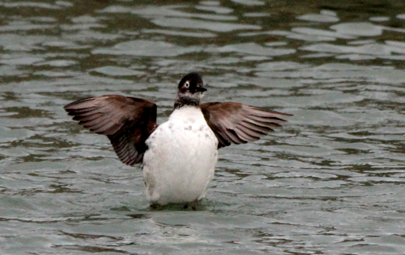f:id:digibirds:20140309214200j:image f:id:digibirds:20140309214200j:image
