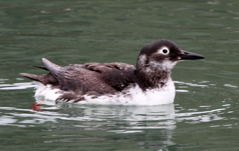 f:id:digibirds:20140309214203j:image f:id:digibirds:20140309214203j:image