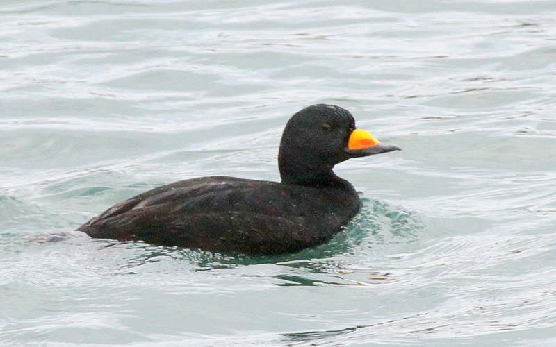 f:id:digibirds:20140310175736j:image