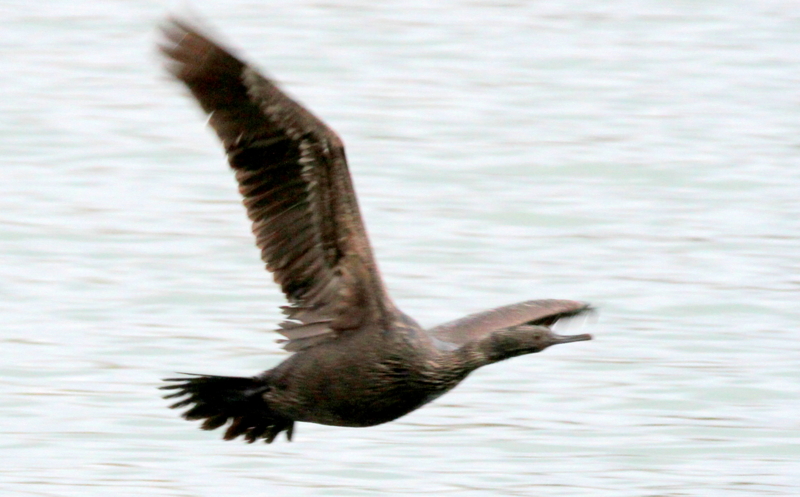 f:id:digibirds:20140311171617j:image