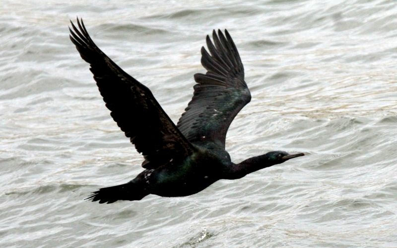 f:id:digibirds:20140311171633j:image