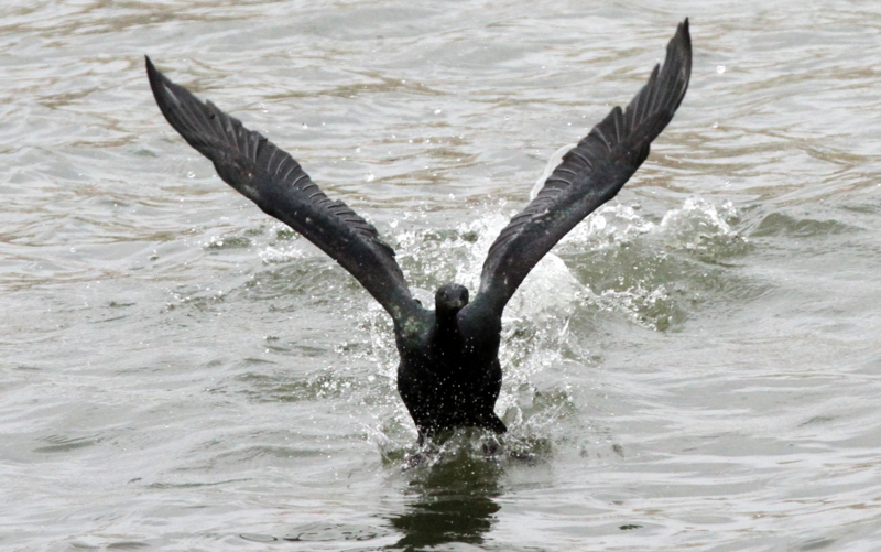 f:id:digibirds:20140311171647j:image