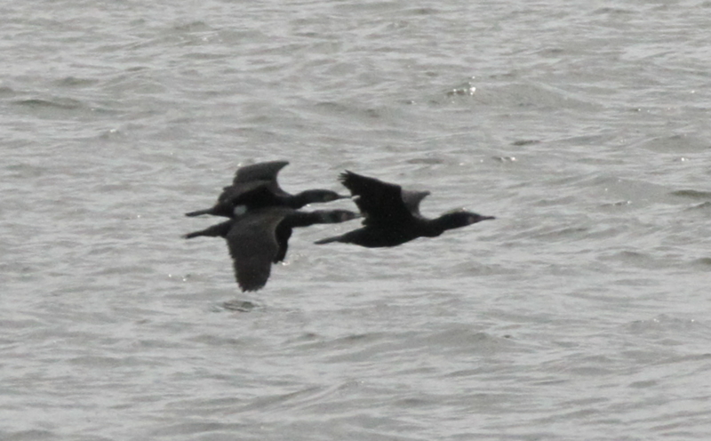 f:id:digibirds:20140311171655j:image