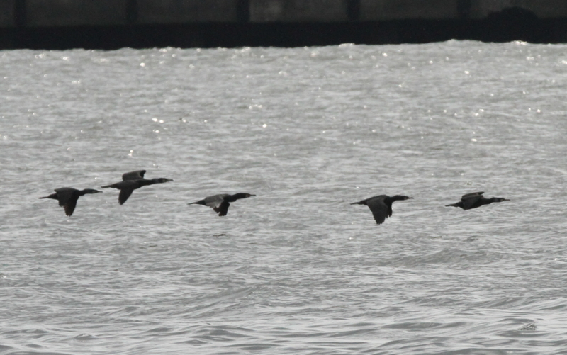 f:id:digibirds:20140311171700j:image