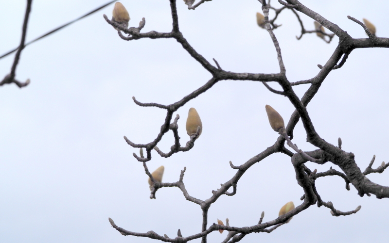 f:id:digibirds:20140314162659j:image