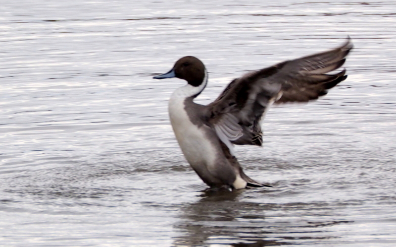 f:id:digibirds:20140314191151j:image