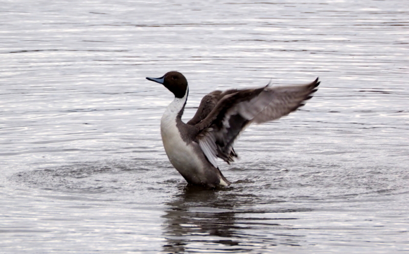 f:id:digibirds:20140314191201j:image