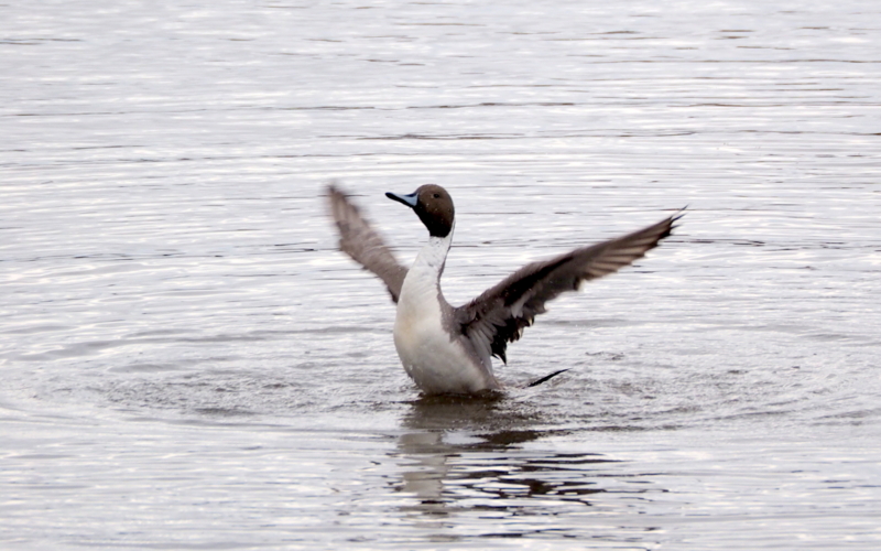 f:id:digibirds:20140314191207j:image
