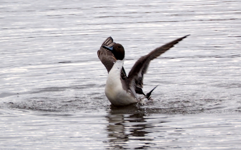 f:id:digibirds:20140314191214j:image