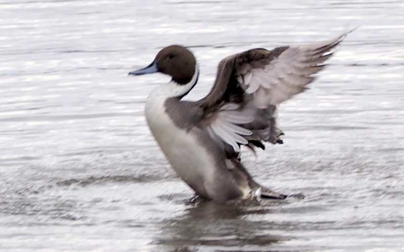 f:id:digibirds:20140314191219j:image