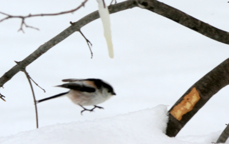 f:id:digibirds:20140316183932j:image