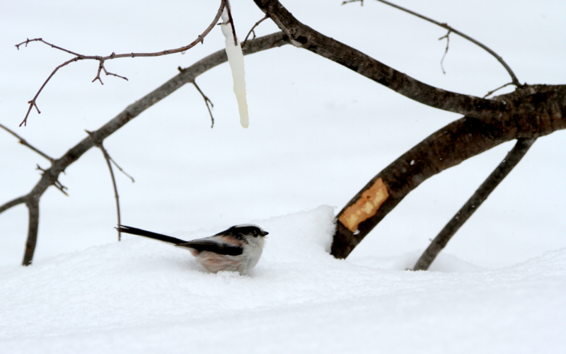f:id:digibirds:20140316183956j:image