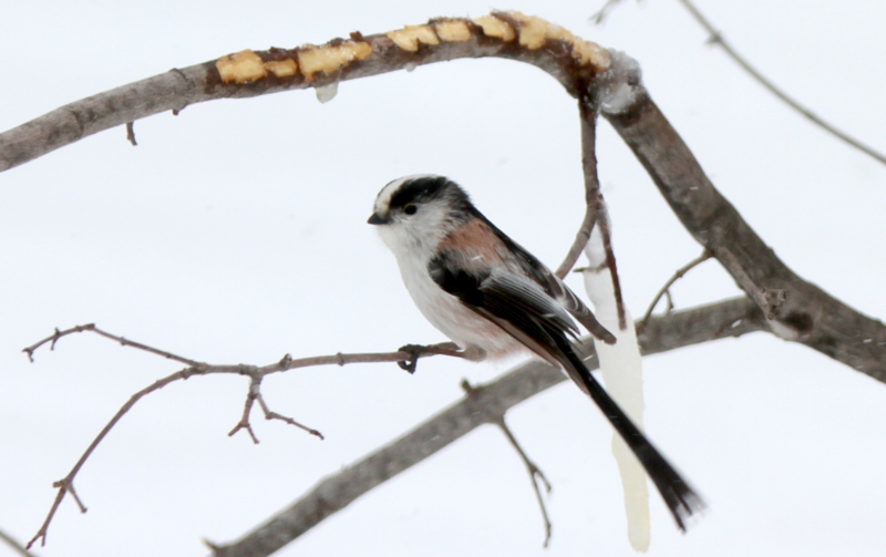 f:id:digibirds:20140316184034j:image