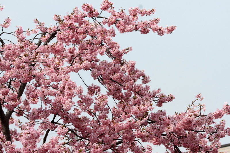 f:id:digibirds:20140320073753j:image