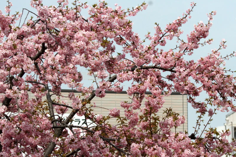 f:id:digibirds:20140320073817j:image