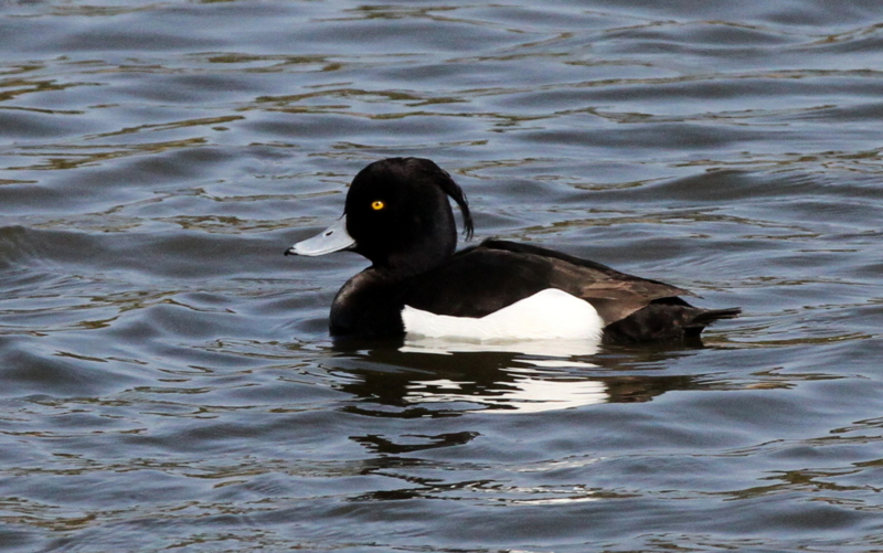 f:id:digibirds:20140323175027j:image