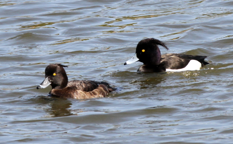 f:id:digibirds:20140323175036j:image
